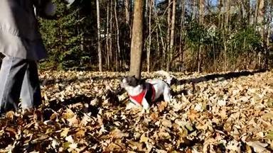 快乐的黑白狗猎犬在秋天的树叶中玩耍